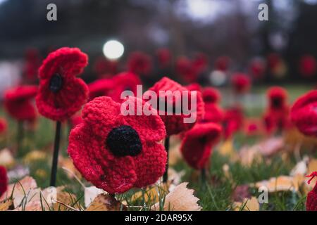 A low angle close up of artificial poppies on  remembrance day. Great Malvern, Worcestershire, UK Stock Photo