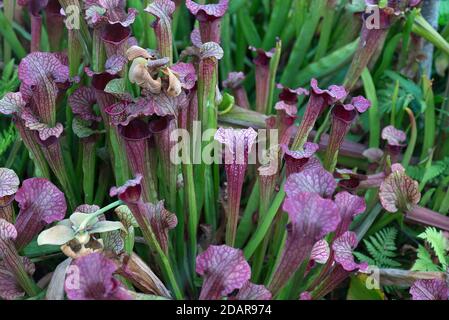 Purple pitcher plants (Sarracenia purpurea) Botanical Garden, Muenster, North Rhine-Westphalia, Germany Stock Photo