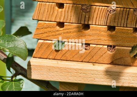 Leaf cutter bee sealing eggs Stock Photo