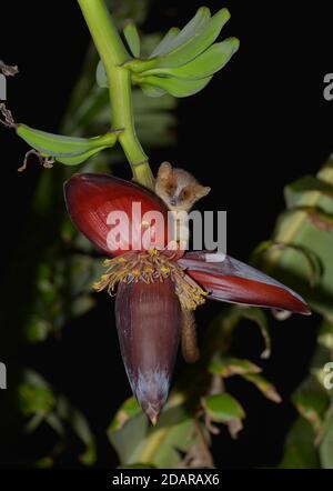 Mouse lemur (Microcebus ravelobensis) in the dry forests of Abkarafantsika, Madagascar, Madagascar Stock Photo