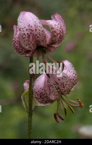 Turkish Sash lily (Lilium martagon) in Swiss woodland Stock Photo