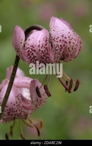 Turkish Sash lily (Lilium martagon) in Swiss woodland Stock Photo