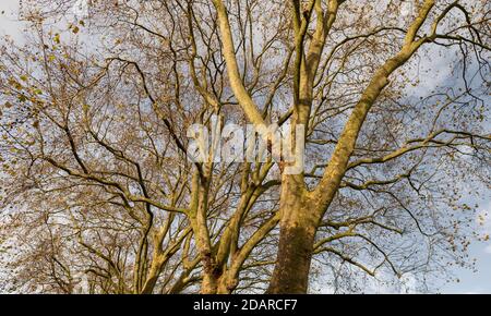 Trees without any leaves in November on a clear day. Stock Photo