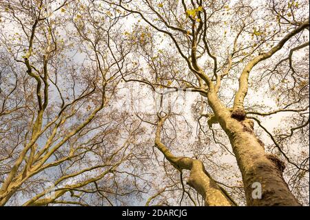 Trees without any leaves in November on a clear day. Stock Photo