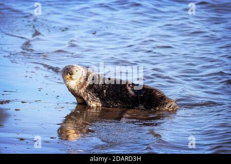 A Sea Otter (Enhydra lutris) on the shore of the Elkhorn Slough, Moss Landing, California Stock Photo