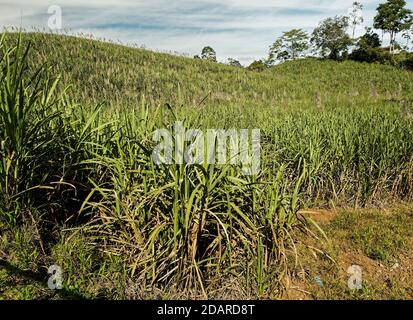 Costa Rica landscape with the sugar cane plantation. Green field, blue sky in the Central or South America. Stock Photo