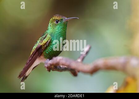 Coppery-headed Emerald - Elvira cupreiceps small hummingbird endemic to Costa Rica. Stock Photo
