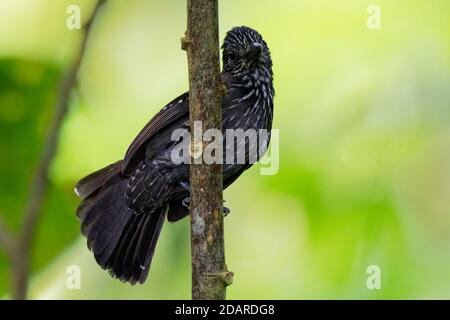 Black-hooded Antshrike - Thamnophilus bridgesi species of bird family Thamnophilidae, found in Costa Rica and Panama, natural habitats are moist lowla Stock Photo