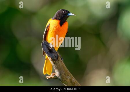 Baltimore Oriole - Icterus galbula is a small icterid blackbird common in eastern North America as a migratory breeding bird. Orange, yellow and black Stock Photo