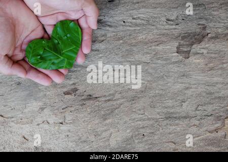 Top view of a cupped hands holding a heart shape leaf cutout in a wooden background. Environmental care, conservation and awareness, love organic. Stock Photo