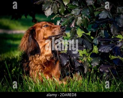 Dachshund dog happily lying under a tree for a walk in the park