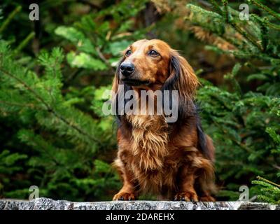 Dachshund dog resting on a hunt in a spruce forest