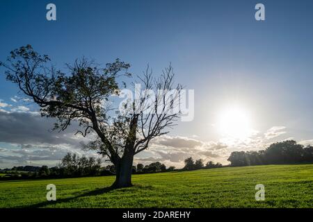 Huge lonely isolated tree on an agricultural field, nature in decline due to exploitation by agriculture, last one tree standing on farmland. Stock Photo