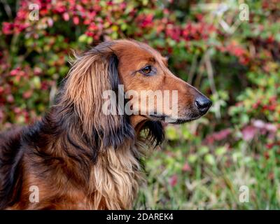 Dachshund dog on a walk in the autumn meadow
