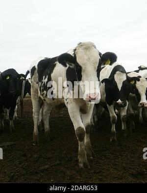 young holando cow in corral Stock Photo