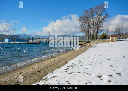 Canadian Geese and Seagulls gather at the beach along the lake during winter snow in Coeur d'Alene, Idaho USA Stock Photo