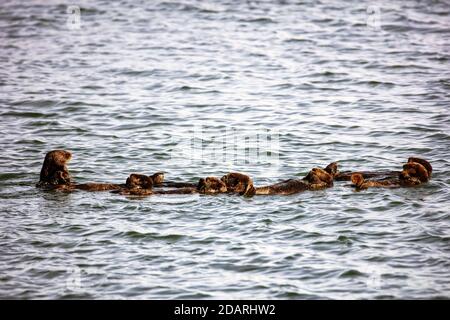 Sea Otters (Enhydra lutris) playing in the Elkhorn Slough, Moss Landing, California Stock Photo