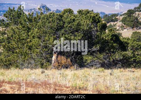 Buena Vista Fall 2020 Stock Photo