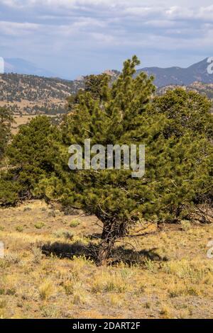 Buena Vista Fall 2020 Stock Photo