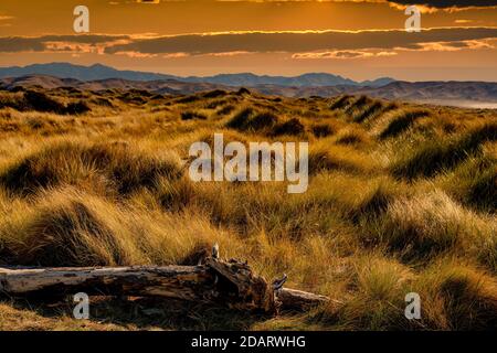 Marram and beach grass growing on the sand dunes bathed in warm sunlight by the coast Stock Photo