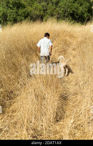 Young man hiking with his Labradoodle up a wheat colored hill as seen from behind Stock Photo