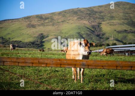 One steer in herd looking calmly through fence at viewer, green hills and blue sky behind Stock Photo