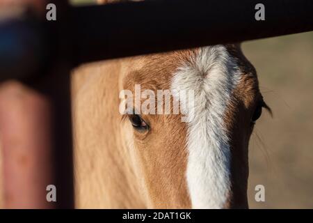 Closeup of eye of curious foal peeking through bars of corral Stock Photo