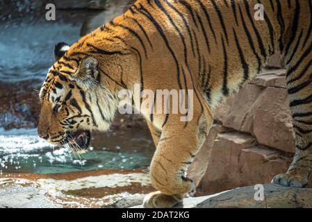 Bengal tiger (Panthera tigris tigris) at Busch Gardens Tampa Bay in Tampa, Florida. (USA) Stock Photo