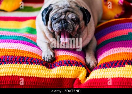 Funny old pug dog yawn ready to sleep and relax at home on a coloured blanket cover hand made by wool - concept of adorable animal portrait full of co Stock Photo