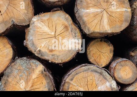 Several Slices of tree logs close up reavealing year rings and chainsaw marks. Stock Photo