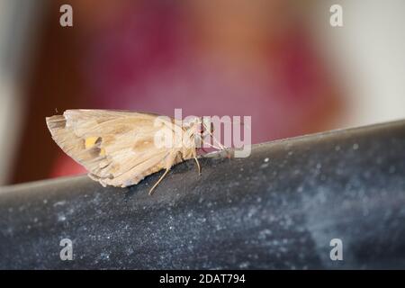 A Picture of a moth, Macro shot Stock Photo