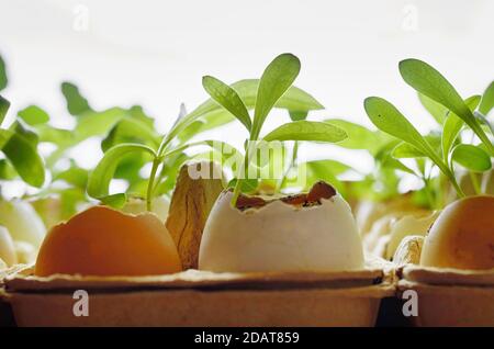 small plants grow in eggshells on a white background horizontal format Stock Photo