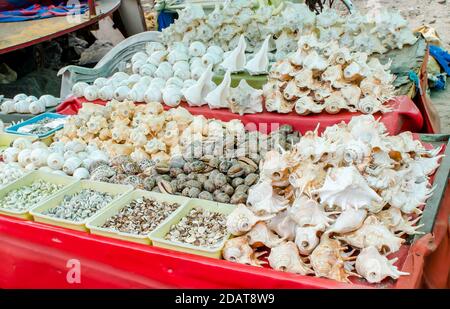 coral and sea-shell at sea beach of somnath temple of somnath Gujarat India Stock Photo