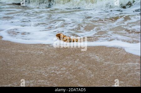 coral and sea-shell at sea beach of somnath temple of somnath Gujarat India Stock Photo