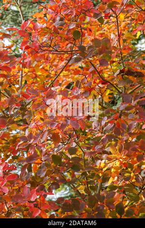 Cotinus coggygria in Autumn. Stock Photo