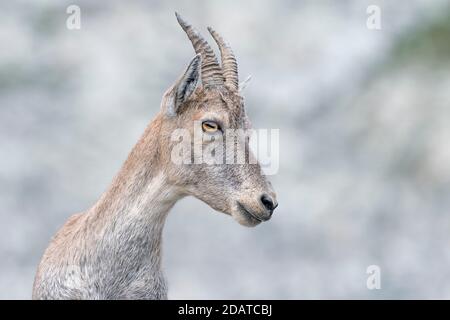 Extreme closeup of Ibex mountain female (Capra ibex) Stock Photo