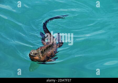 marine iguana swimming in Pacific ocean, Galapagos islands, Ecuador Stock Photo