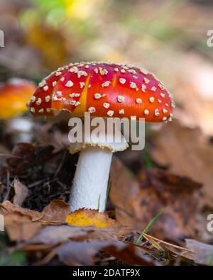 One red fly agaric toadstool on woodland floor Stock Photo