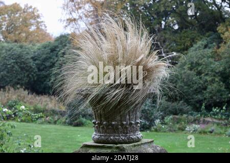 Ornamental grass in decorative stone urn blowing in the breeze Stock Photo