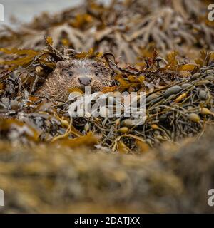Wild Male Otter in the Inner Hebrides, Scotland, foraging the shoreline of a Loch Stock Photo