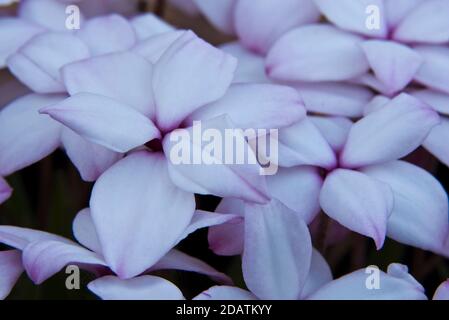 Rhodohypoxis baurii 'Tetra White' Stock Photo