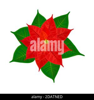 Red christmas poinsettia isolated on white background. Pulcherrima bloom top view. Christmas poinsettia flower with green leaves and red petals.Vector Stock Vector