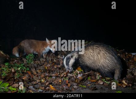 Fox and badger together searching amongst a pile of dead leaves Stock Photo