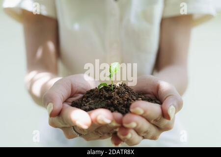 Hand holding sprout plant, seedling plant Stock Photo