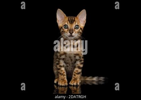 Bengal Kitten sitting on isolated Black Background and looking at camera Stock Photo