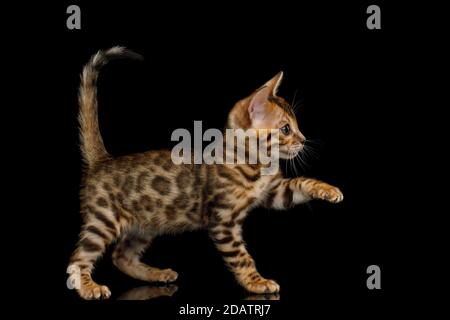 Playful Bengal Kitten on isolated Black Background side view Stock Photo