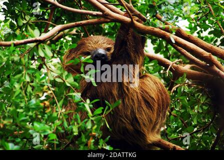 Linnaeuss two-toed sloth (Choloepus didactylus) also known as the southern two-toed sloth, unau or Linnes two-toed sloth, found in North South America Stock Photo