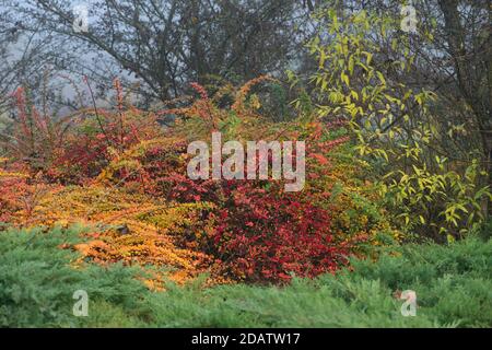 Colorful Berberis vulgaris bushes, also known as common barberry, European barberry or simply barberry Stock Photo