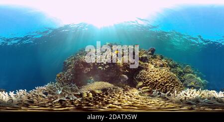 Tropical colourful underwater seas. Coral Garden with Underwater Vibrant Fish. Underwater tropical colourful soft-hard corals seascape. Philippines. 360 panorama VR Stock Photo