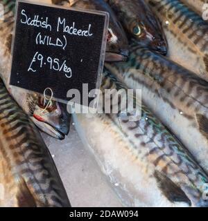 CAMBRIDGE, UK -MARCH 11, 2020:   Fresh scottish mackerel at a fishmonger with price label Stock Photo